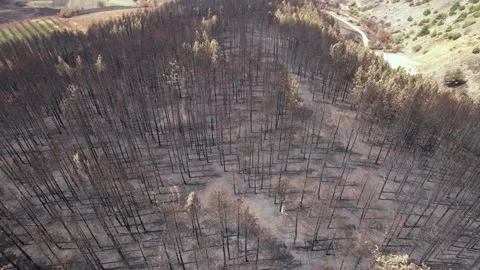 Aerial of area affected by fire. 4K Video. Video stock 160850342