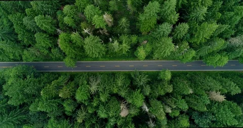 Aerial Ascend of Mount Loop Road Through Bright Green, Pointy Forest - Mount Stock Footage 114091120