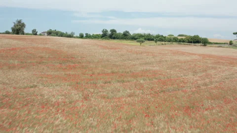 Aerial Ascend Over a Field of Red Flowers – Stunning Landscape View Stock Footage 305157848