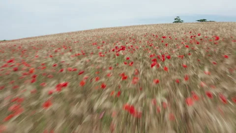 Aerial Ascend Over Red Flower Field with Trees and Houses Stock Footage 305158076