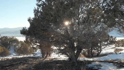 Aerial-Ascending over juniper tree to reveal sun going down Stock Footage 102170418