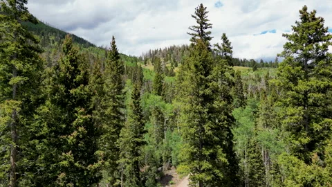 Aerial-Ascending over pine forest with clouds in blue sky Stock Footage 248097931