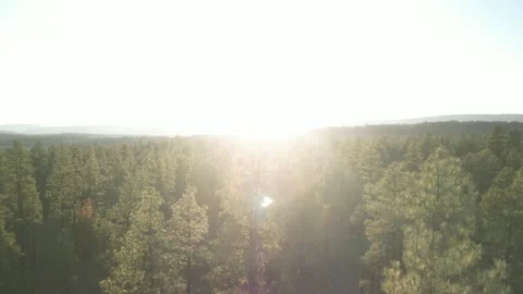Aerial ascending over pine tree forest in Flagstaff Arizona at sunset Stock Footage 254633622