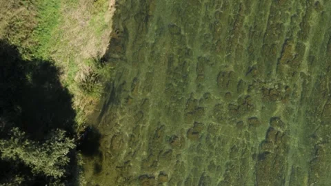 Aerial ascending up revealing tree casting its shadow beside clear river. Stock Footage 285773143