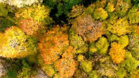 Aerial ascending rotating top-down view of autumn forest on a bright sunny day Stock-Footage 253435323