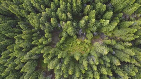 Aerial ascending top down drone shot of dense wild pine forest Stock Footage 247551256