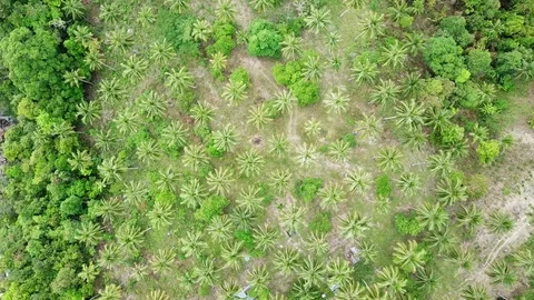 Aerial ascending top down view on palms Stock Footage 88142080