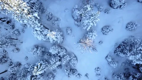 Aerial ascending top down view of forest covered in snow in winter. Stockbeeldmateriaal 161537116