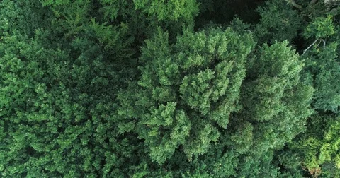Aerial ascending turning view of tree tops in a forest in summer Stock Footage 77968210