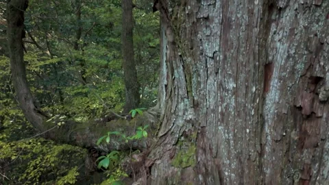 Aerial Ascent Over Beautiful Cedar Woodland in Japan Stock Footage 336556558