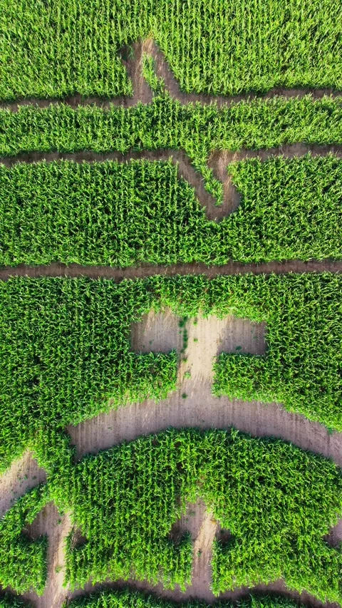 Aerial ascent over corn maze labyrinth pattern Stock Footage 341389048