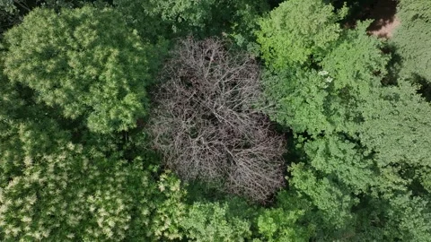 Aerial ascent over dry tree surrounded by lush foliage Stock Footage 263158284