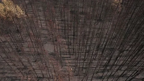 Aerial of ash-covered area because of forest fire, 4K Video. Video stock 160850108