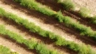 Aerial - Asparagus Field Stock Footage