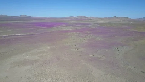 Aerial Atacama Desert flower beds at springtime a rare colorful phenomenon Stock-Footage 102531053