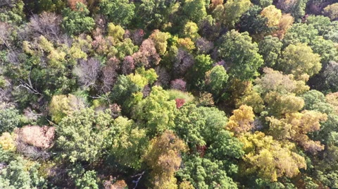 Aerial Autumn Fall Forest Trees, 4K Stock Footage 56513608