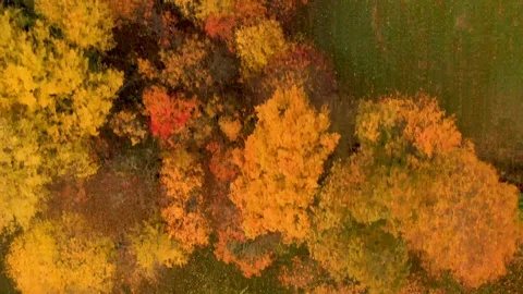 Aerial of Autumn Forest Stock Footage 116663745