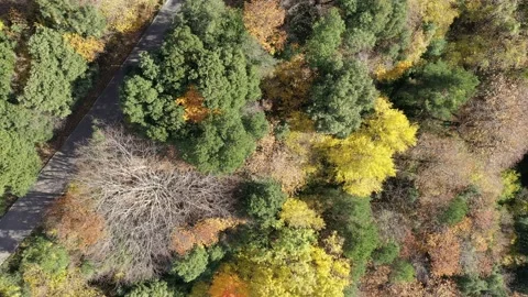 Aerial autumn forest Stock Footage