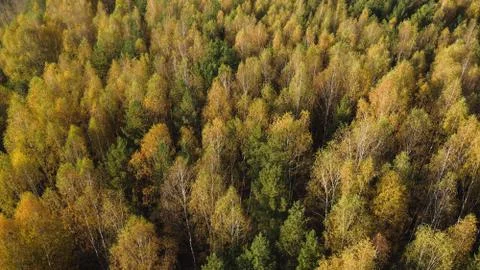 Aerial - Autumn forest yellow trees Fotos Stock