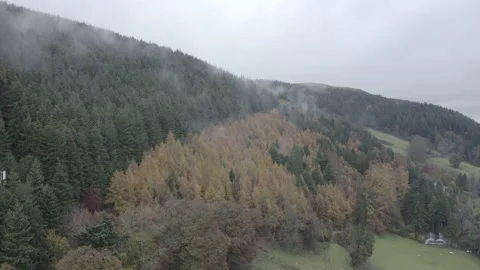 Aerial Autumn to Summer tree split on misty morning by drone UK WAL DJI 0689 A 動画素材 140290918