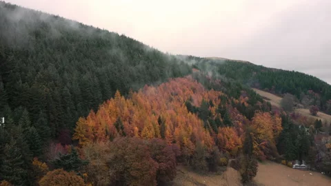 Aerial Autumn to Summer tree split on misty morning by drone UK WAL 0689 A GR Stock Footage 143305397