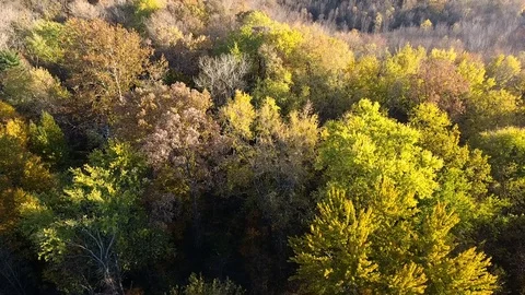 Aerial Autumn Trees in Forest Stock Footage 69780348