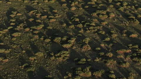 Aerial Backward Diagonal Scrubland Texture with Long Shadows 4K HLG Stock Footage 343803535