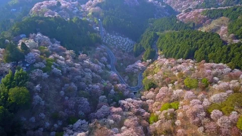 Aerial backward flight over flowered forest in Japan Stock Footage 89937224