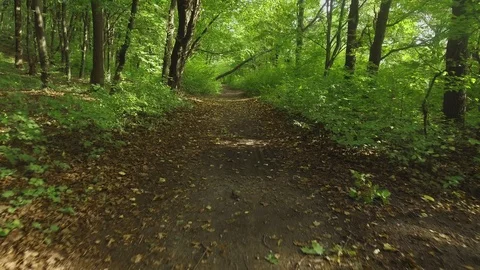 Aerial backward flight over path in wild park in september at sunset Video stock 85610333