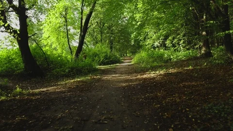 Aerial backward flight over path in wild park in september at sunset Stock Footage 85631164