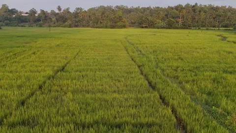 Aerial Backward Flight Over Tropical Rice Paddies at Sunset Stock Footage 342602238