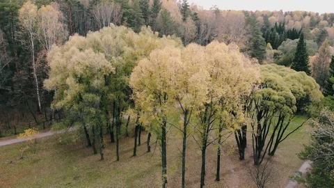 Aerial Backward flight from tree crowns in autumn park Stock Footage 97739229