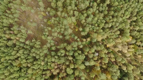 Aerial backward motion over forest vertical view Stockbeeldmateriaal 333545011