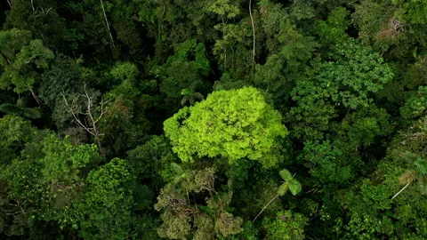 Aerial backward movement with a distinct tree in the high biodiverse canopy Stock Footage 196322659