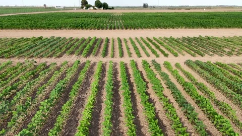Aerial backwards flight over young agricultural crop rows Vídeos de archivo 336006838