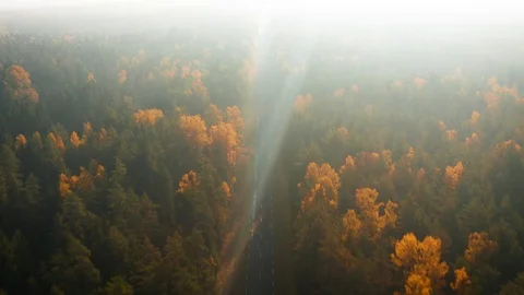 Aerial Backwards Motion View of Forest Road at Autumn Video stock 96996102
