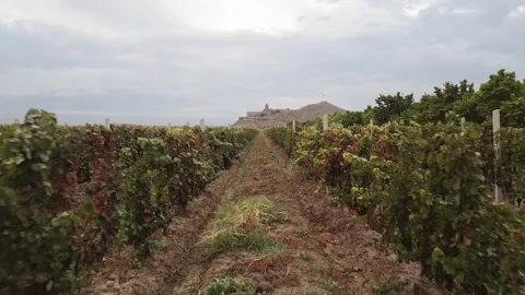 Aerial backwards view vineyard field panorama in Armenia with famous landma.. 動画素材 289889721
