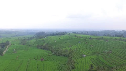 Aerial: Bali rice fields Stock Footage 98936144