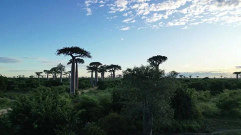 Aerial Of Baobab Trees In Madagascar, Baobab Alley Morondava, Stock Footage 245551053