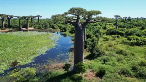 Aerial Of Baobab Trees In Madagascar, Baobab Alley Morondava, Stock Footage 245583774