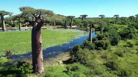 Aerial Of Baobab Trees In Madagascar, Baobab Alley Morondava, Stock Footage 245584440