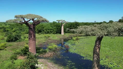 Aerial Of Baobab Trees In Madagascar, Baobab Alley Morondava, Vidéo 245628107