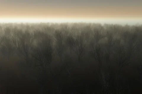 Aerial of bare tree forest in the mist. Stock Illustration