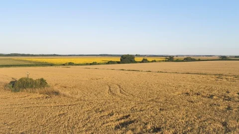 Aerial Barley Field Before Harvest With Old Crucifix Vídeos de archivo 100543053