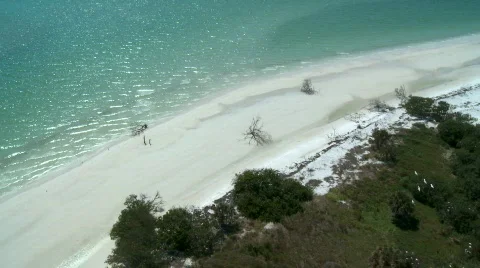 Aerial Beach Dead Trees Video stock 736657