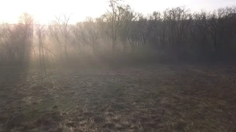 Aerial of beaming sunrays through a forest Stock Footage 108219276