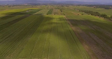 Aerial, beautiful cultivated green fields Stock-Footage 82644555