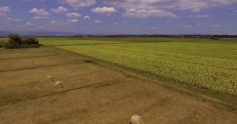 Aerial, beautiful cultivated sunflower fields and hay rolls in Tuscany 動画素材 80719228