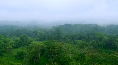 Aerial of beautiful forest Stock-Footage 65826748