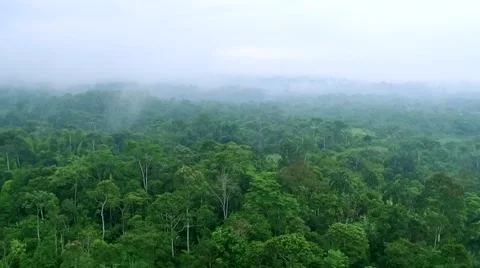 Aerial of beautiful forest Stock Footage 65826765